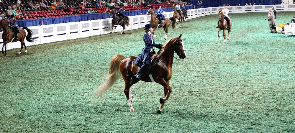 Kentucky State Fair arena horses